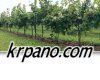 KRPano Branding Free