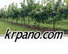 KRPano HTML5 / iPhone / iPad Add-On